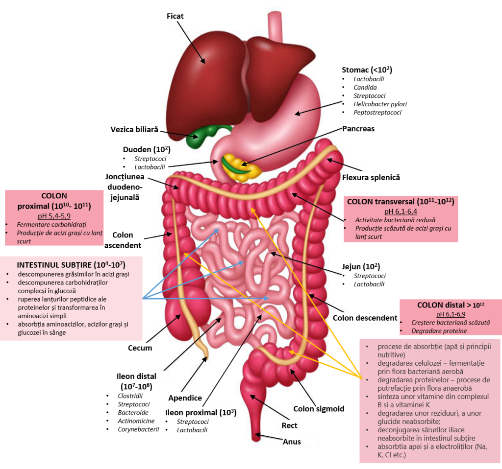 pierderea în greutate și compoziția microbiota a intestinului